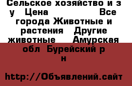 Сельское хозяйство и з/у › Цена ­ 2 500 000 - Все города Животные и растения » Другие животные   . Амурская обл.,Бурейский р-н